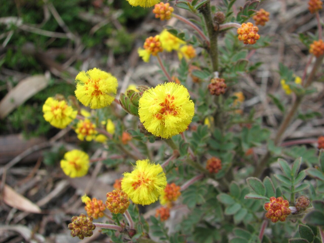 Moir's wattle