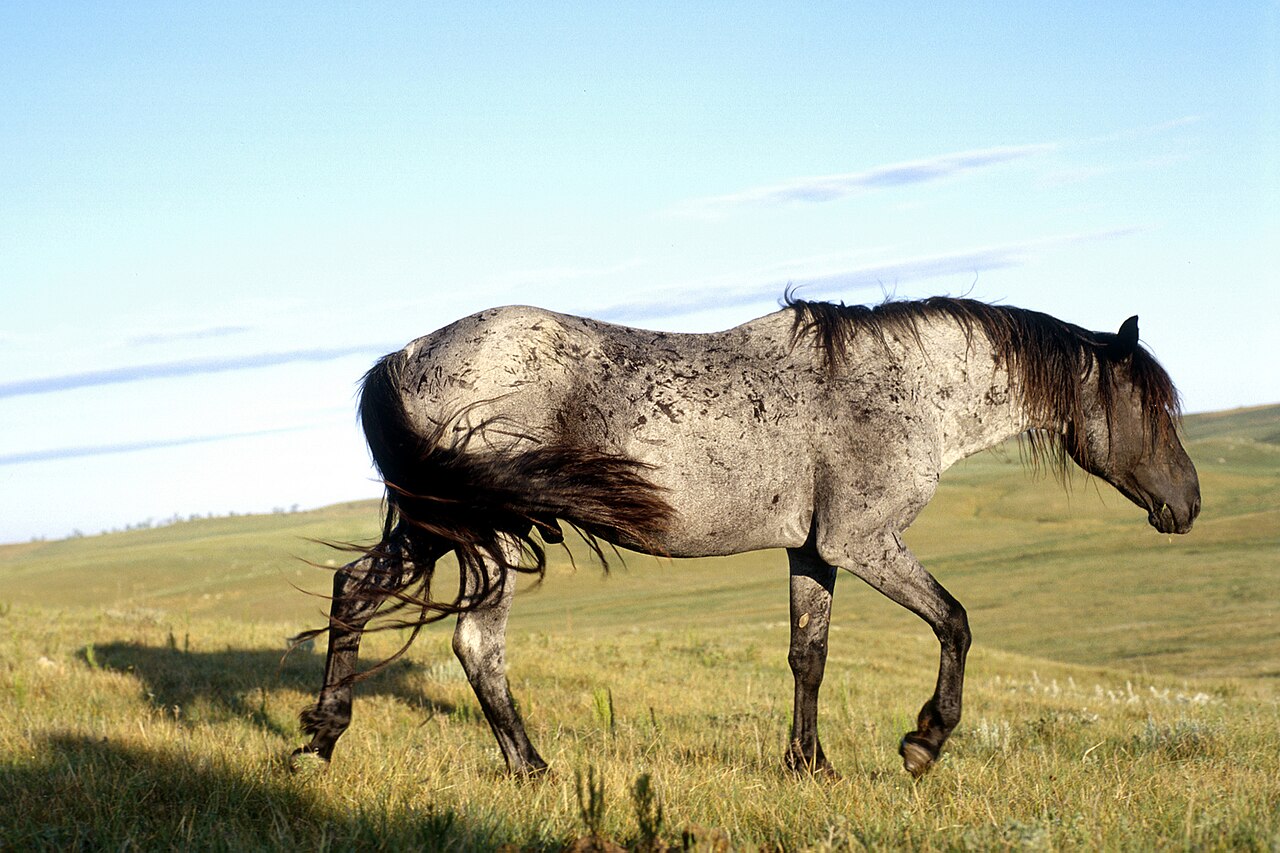 Nokota horse