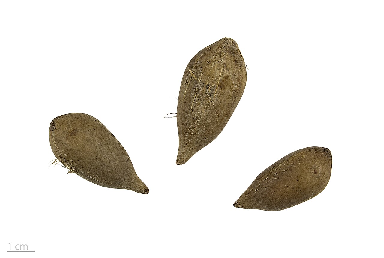 Attalea maripa