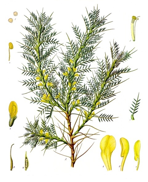 Astragalus brachycalyx