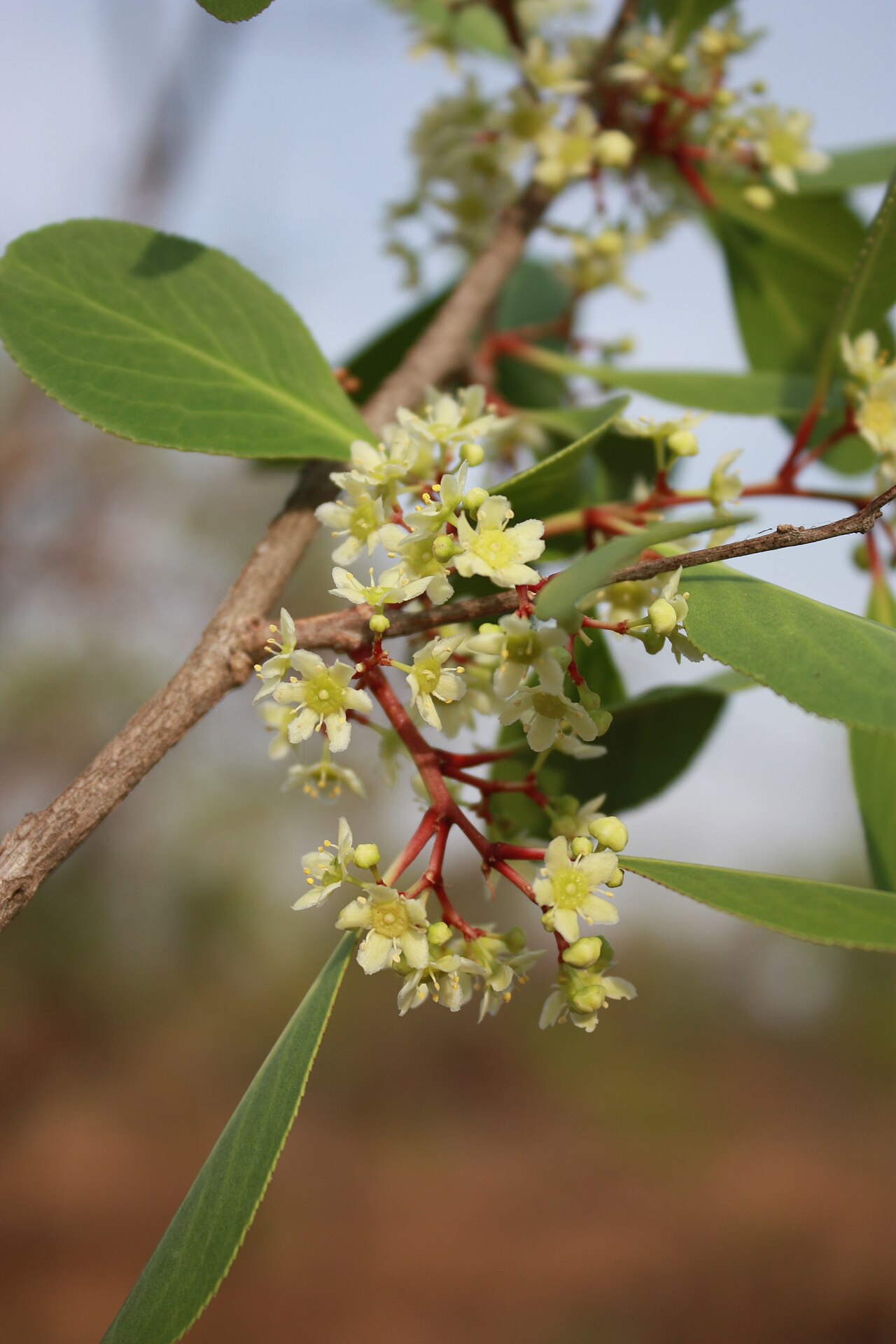 Gymnosporia senegalensis