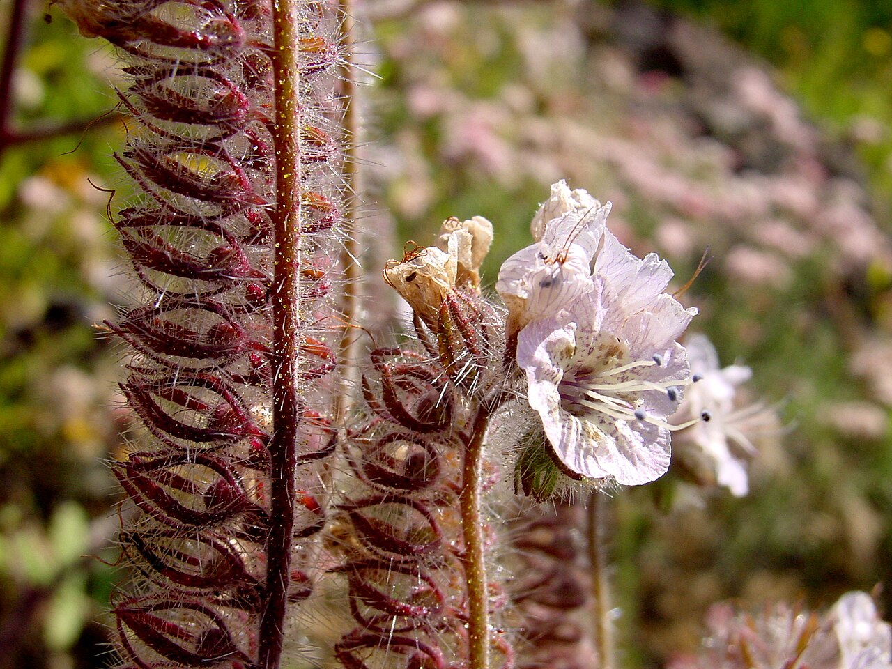 Phacelia cicutaria