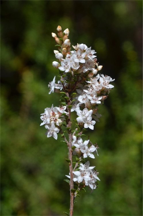 Epacris graniticola