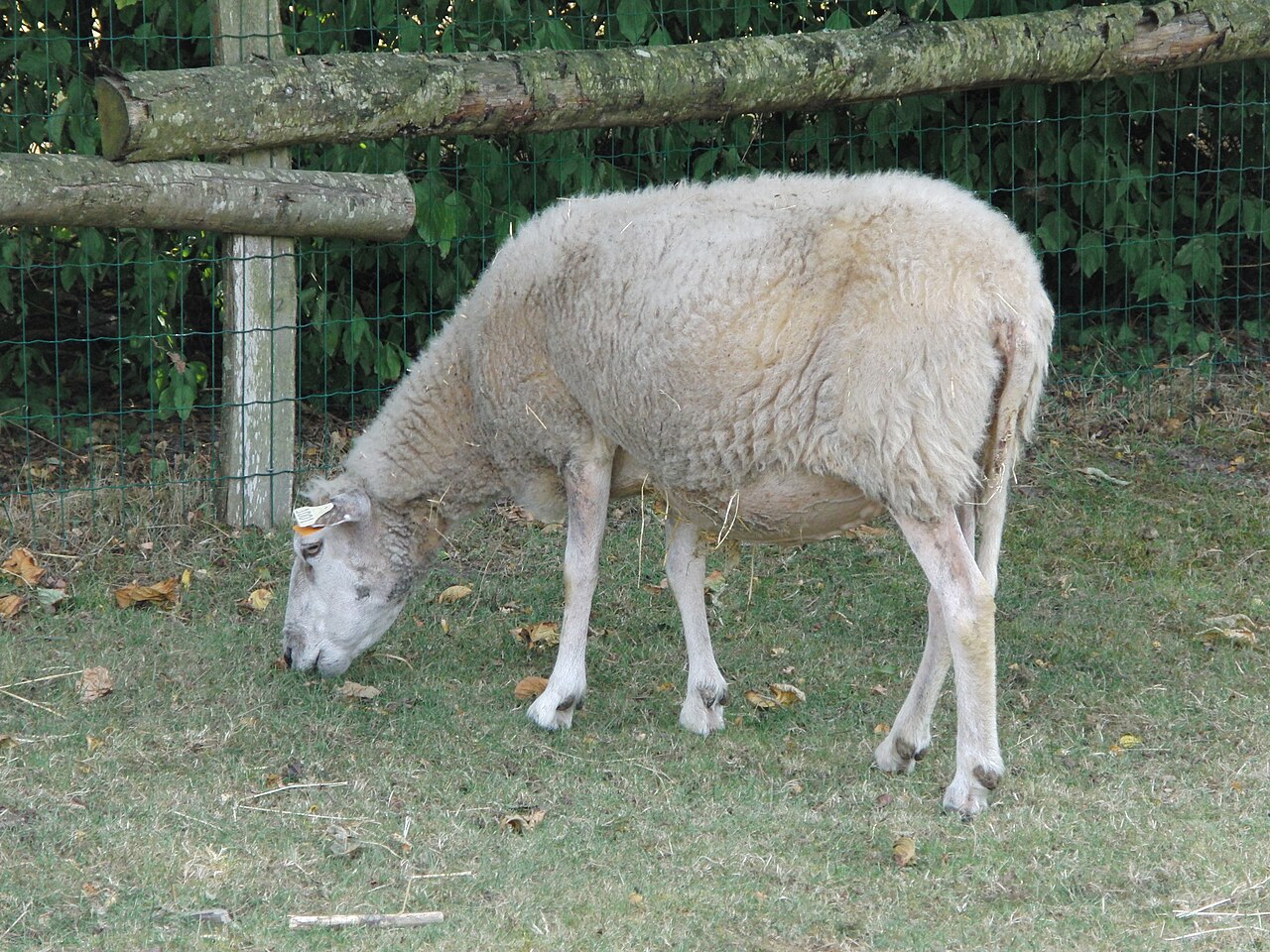 Belle Ile sheep