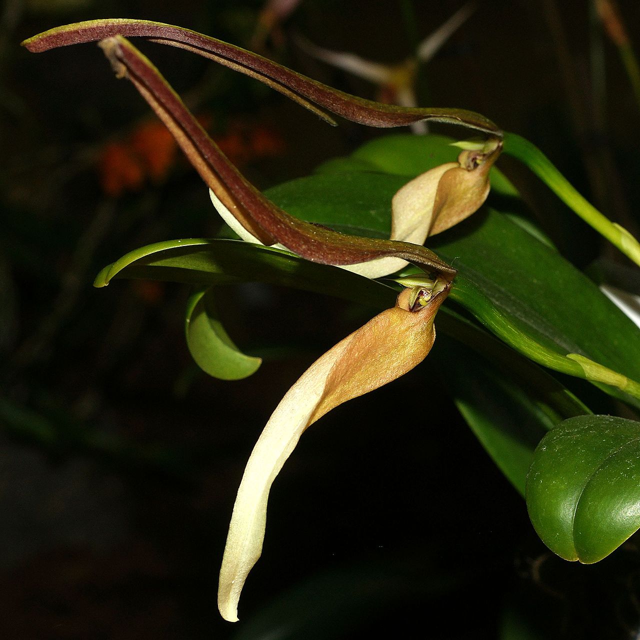 Bulbophyllum antenniferum