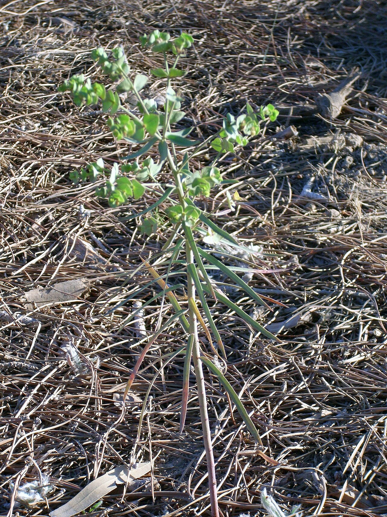 Euphorbia segetalis