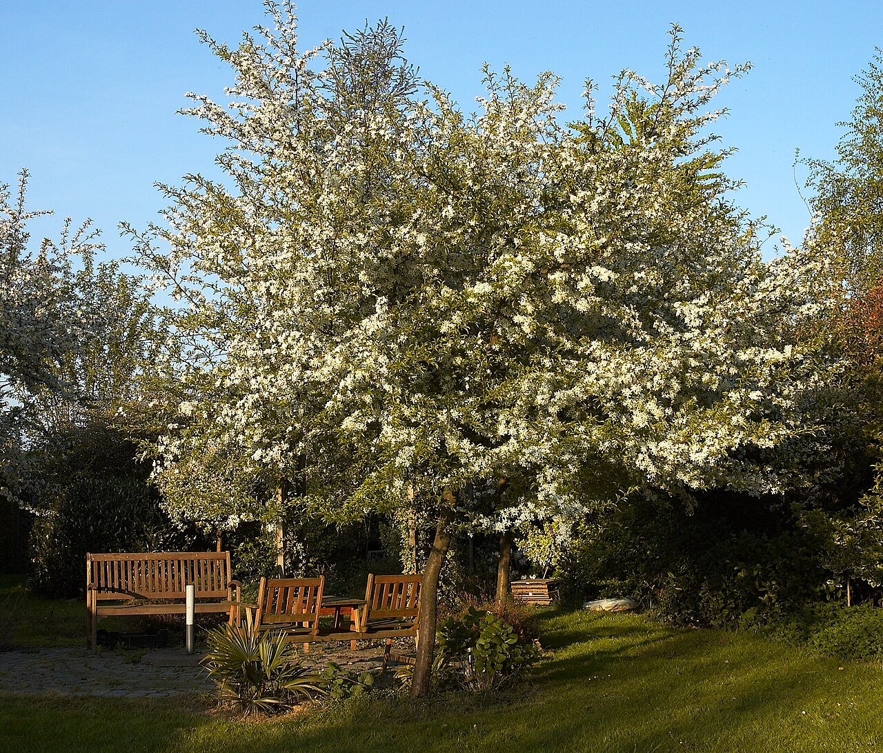 Malus sieboldii