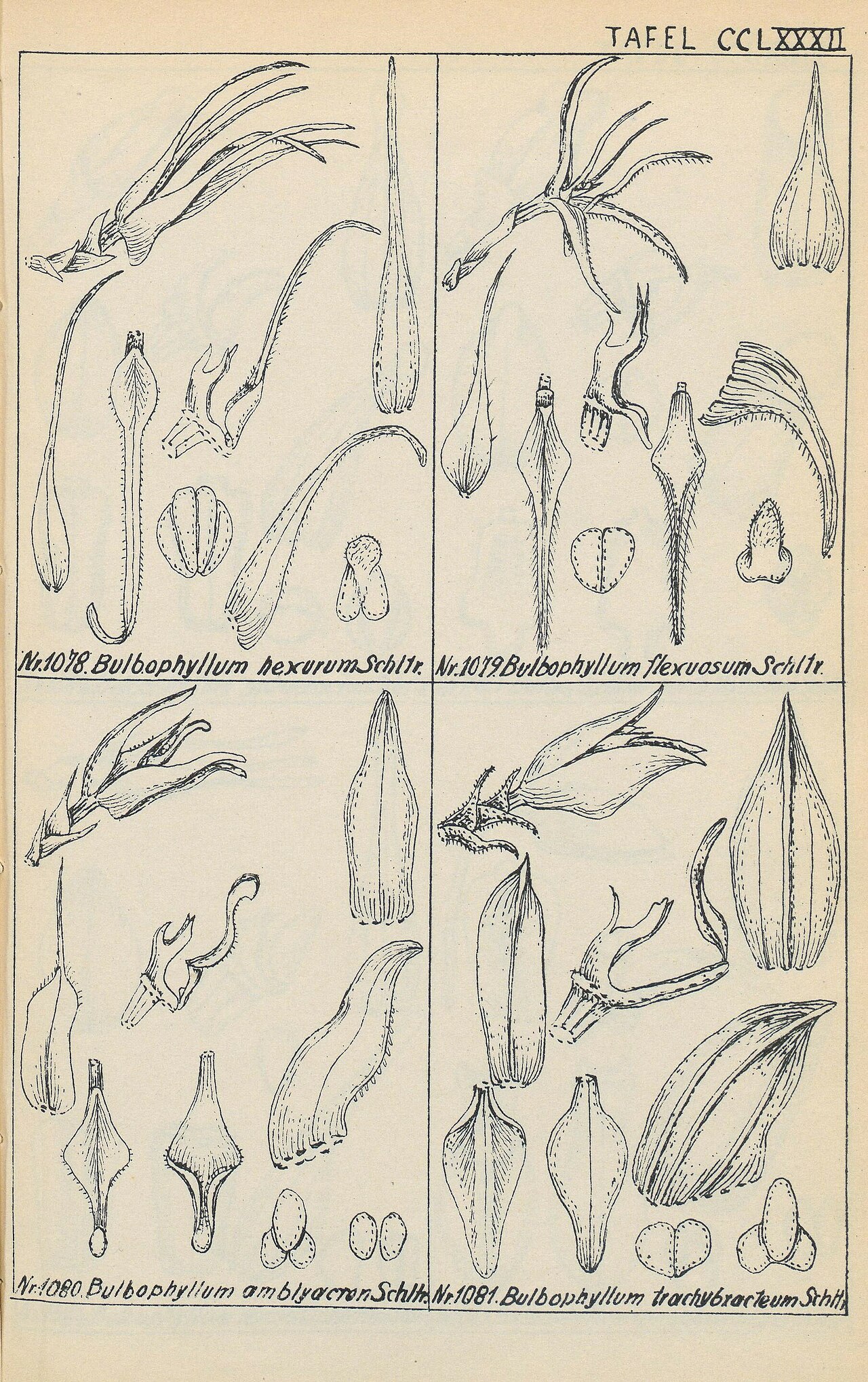 Bulbophyllum hexurum