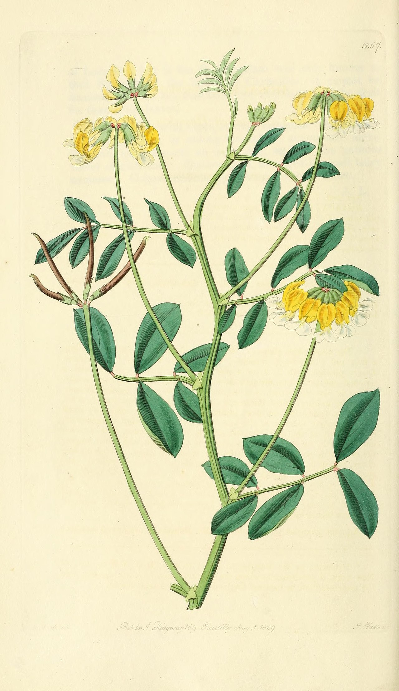 Hosackia pinnata
