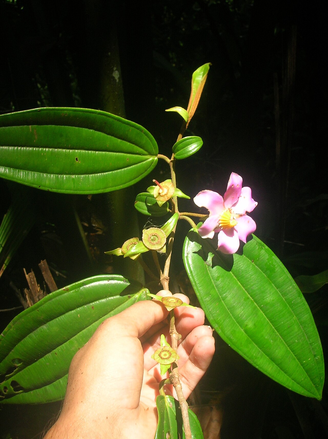 Blakea foliacea