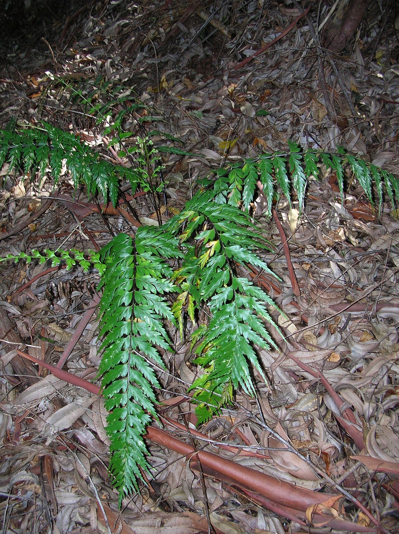 Asplenium acuminatum