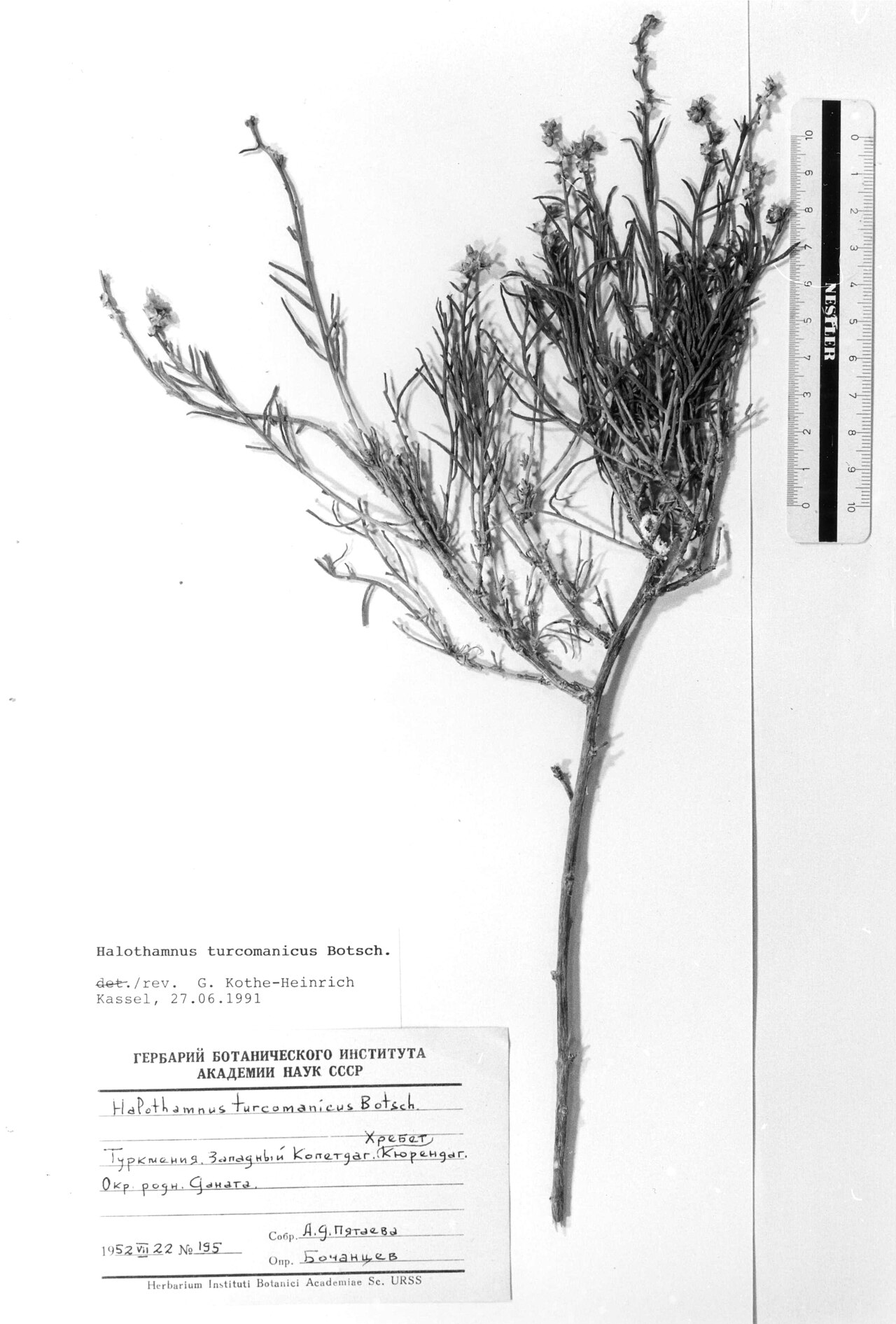 Halothamnus turcomanicus