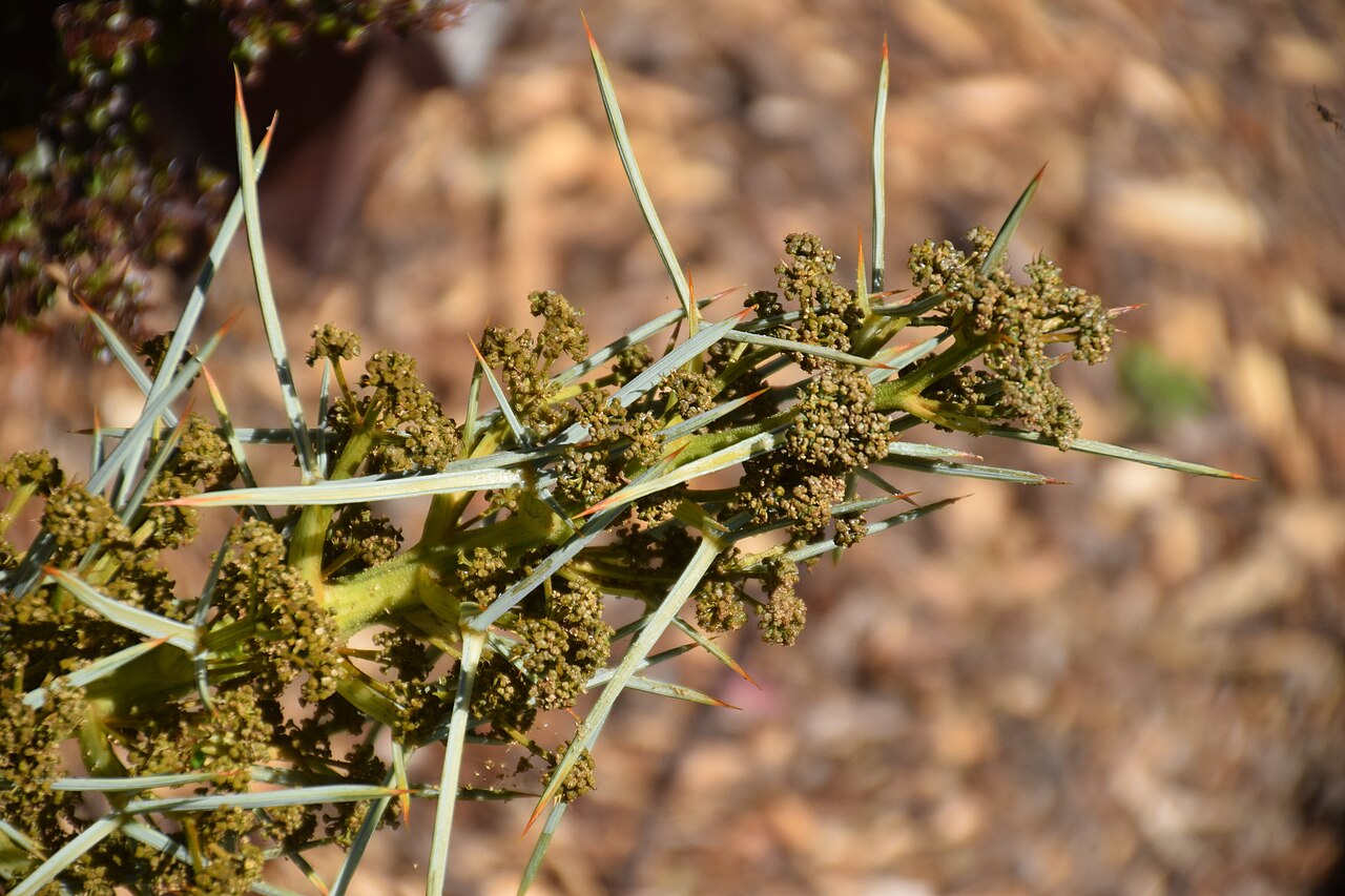 Aciphylla colensoi