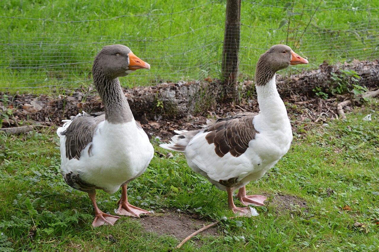 Scania Goose