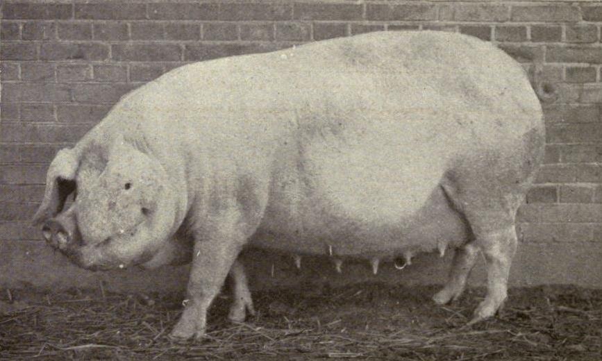 Danish Landrace