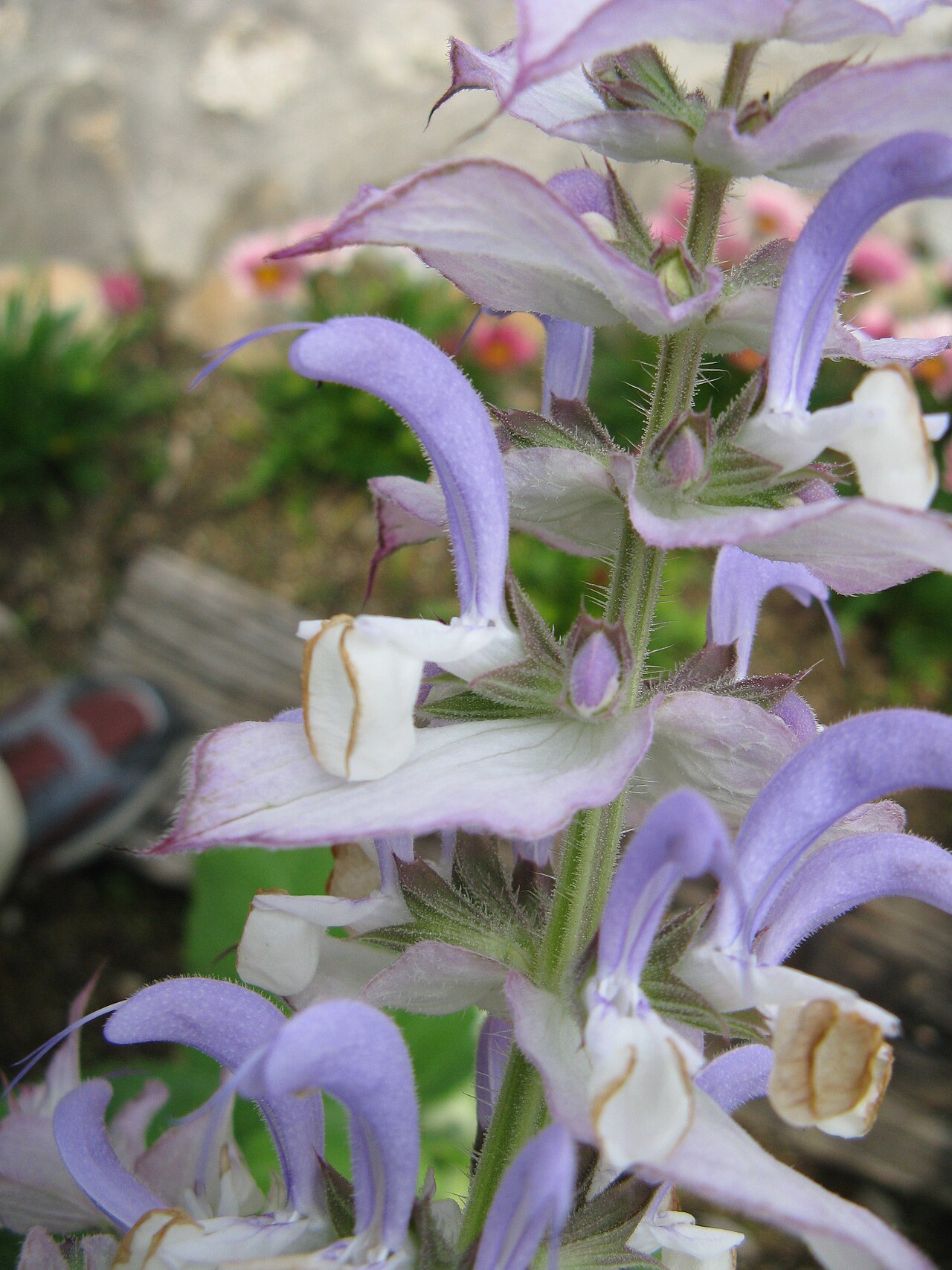 Salvia desoleana