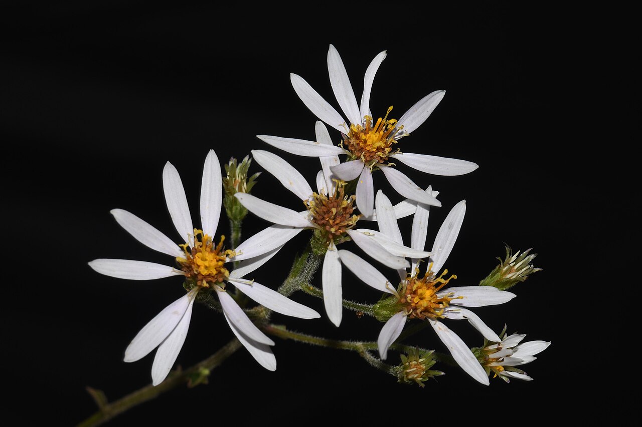Jones's aster or Almut's wood aster