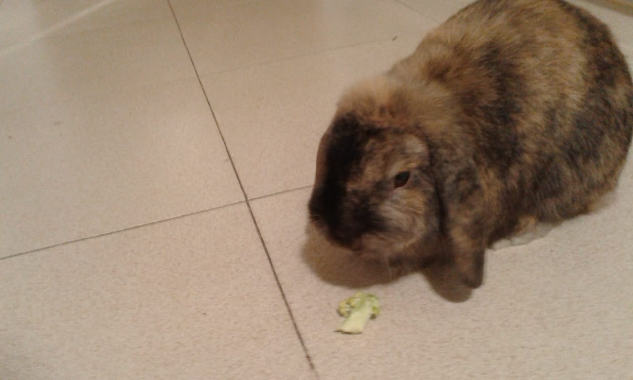 Lop rabbit