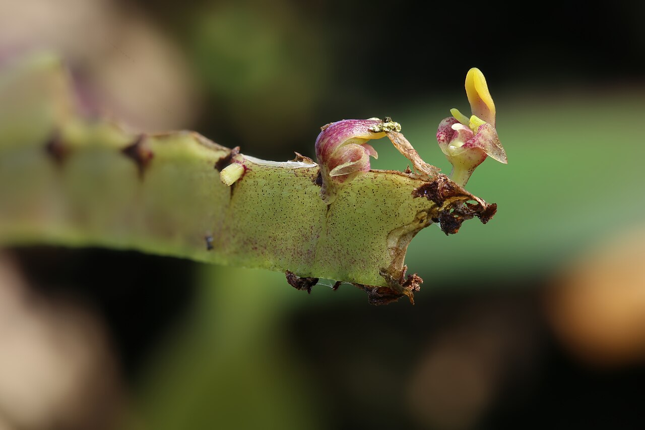 Bulbophyllum falcatum
