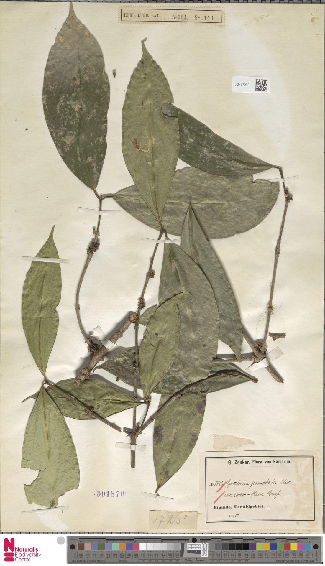 Garcinia epunctata