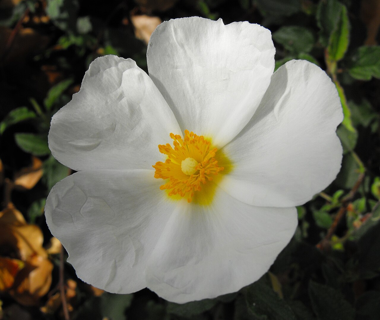 Cistus hybridus