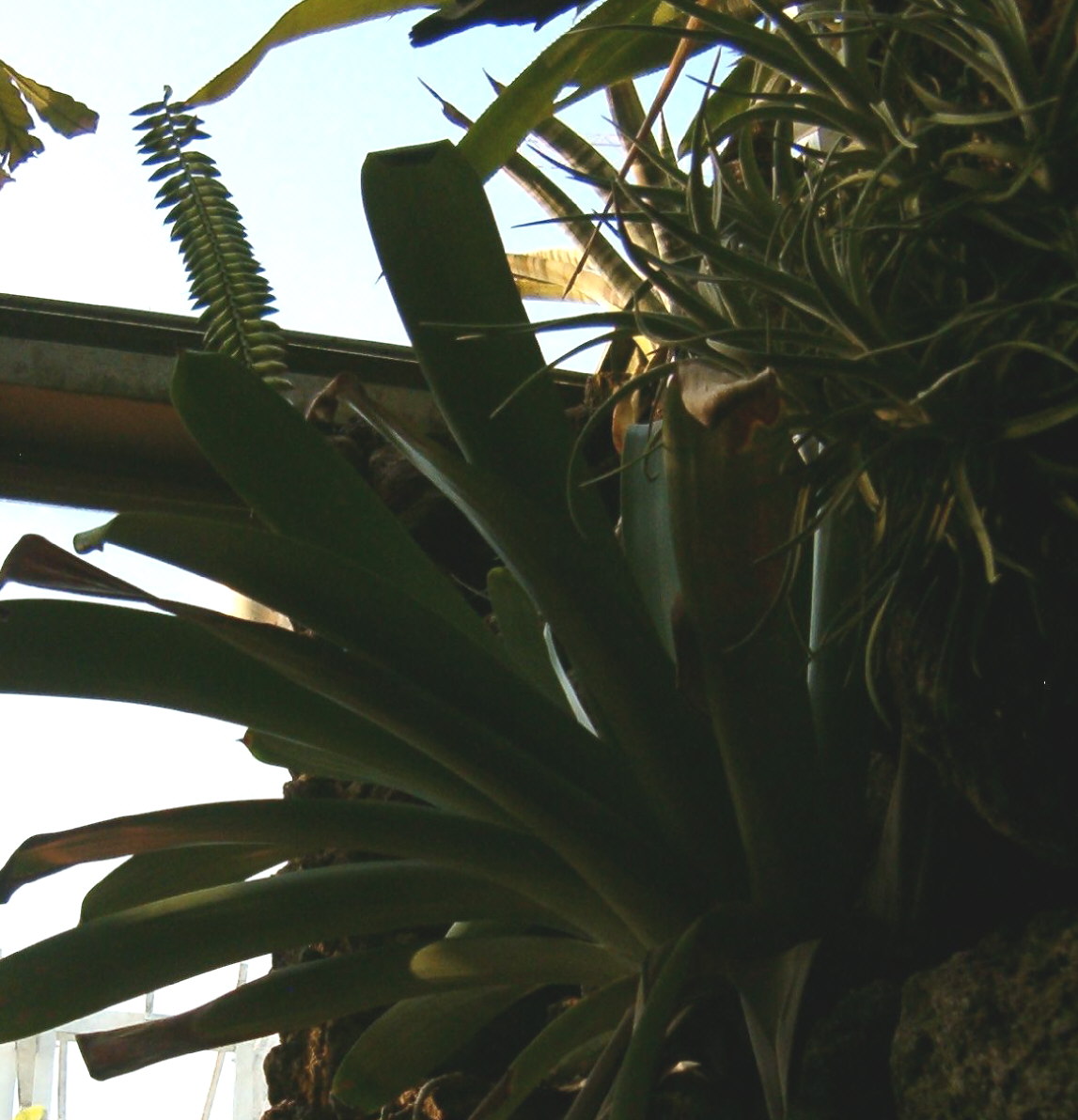 Vriesea bituminosa