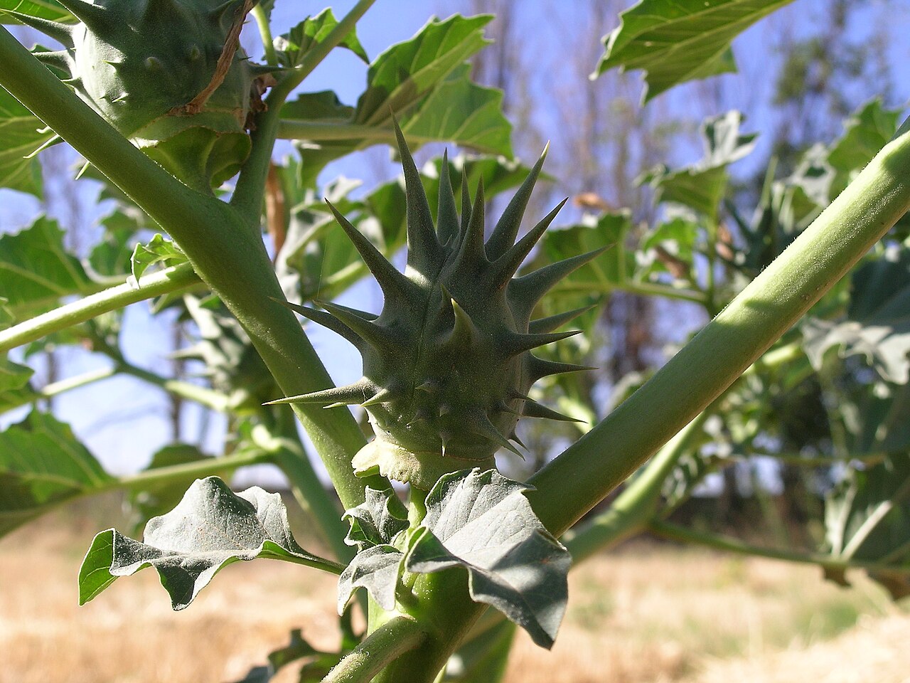 Datura quercifolia