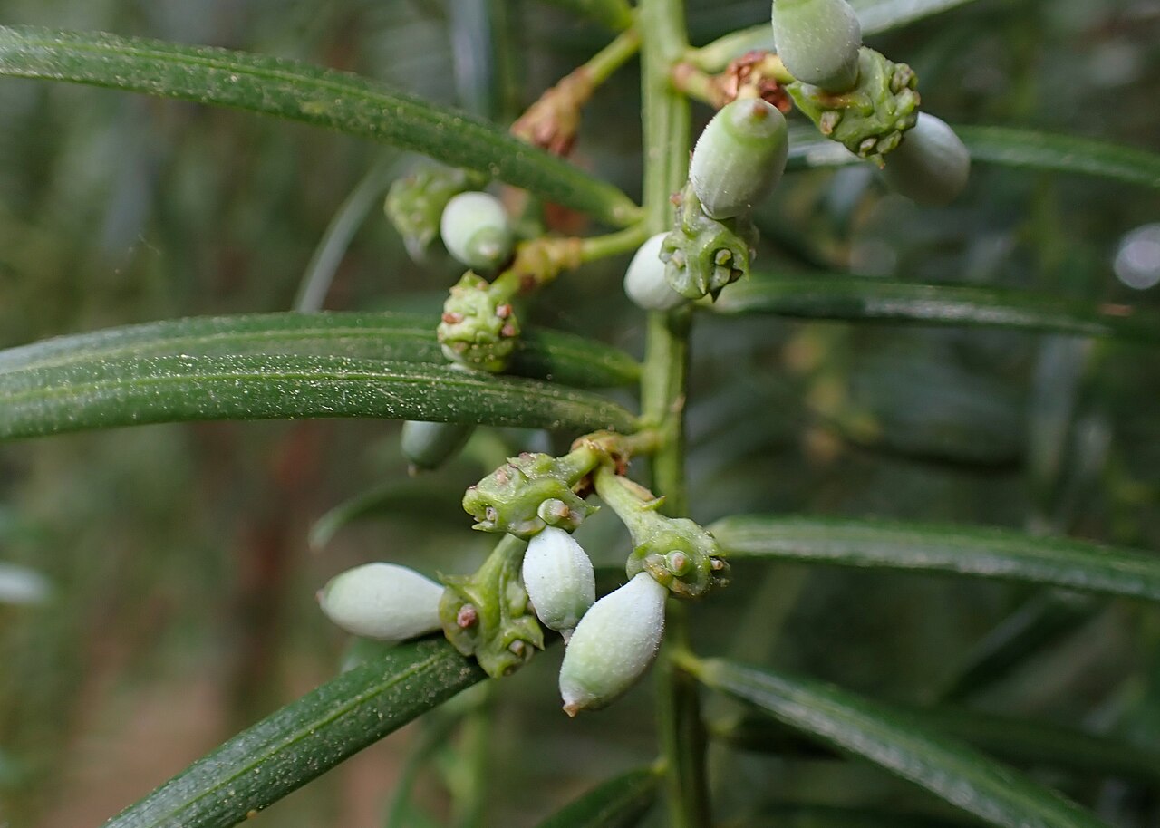 Cephalotaxus sinensis