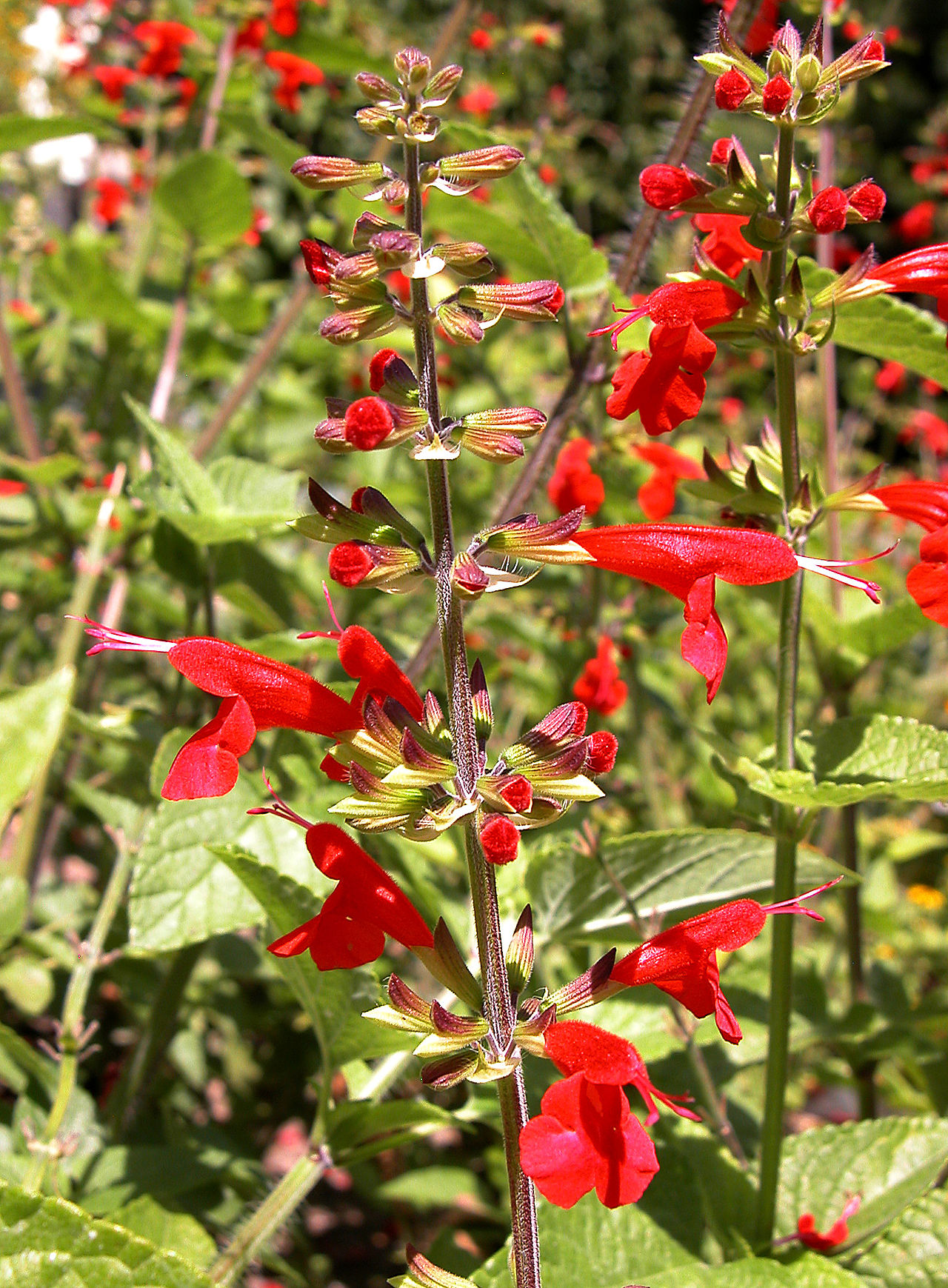 Salvia coccinea