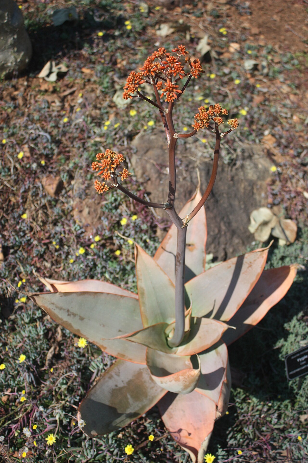 Aloe striata