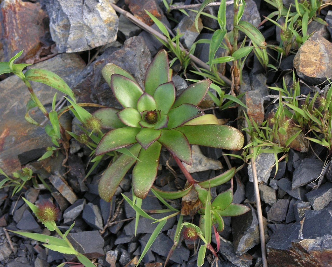 Orostachys maximowiczii