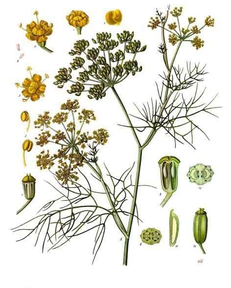 Foeniculum vulgare
