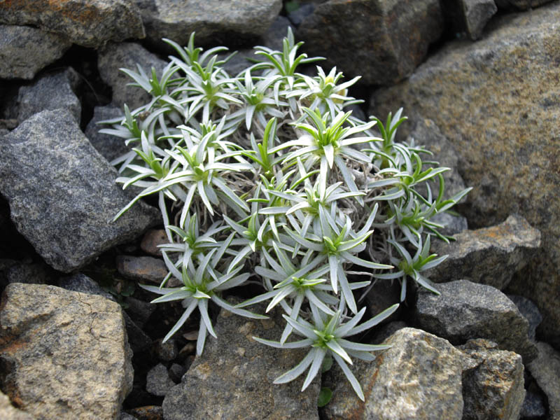 Edraianthus pumilio