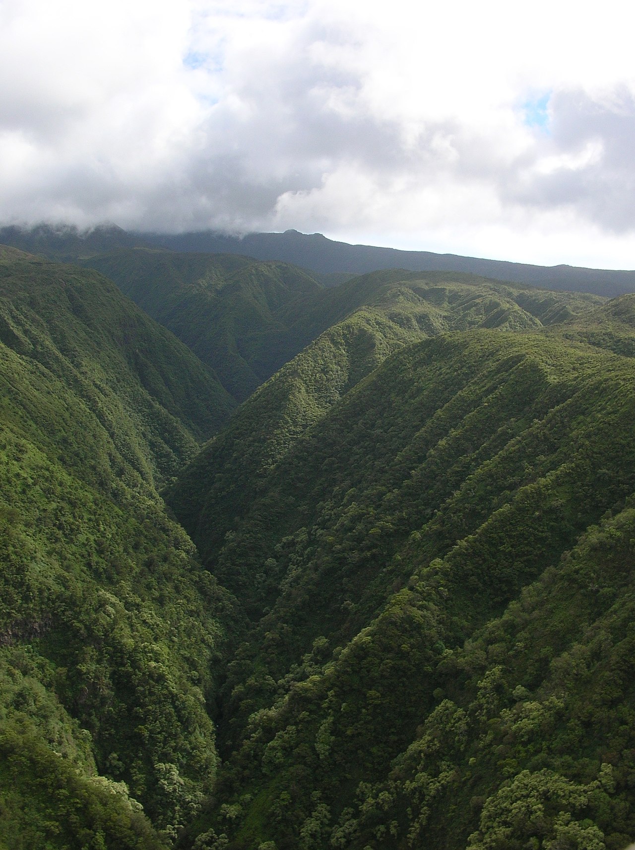 Clermontia arborescens