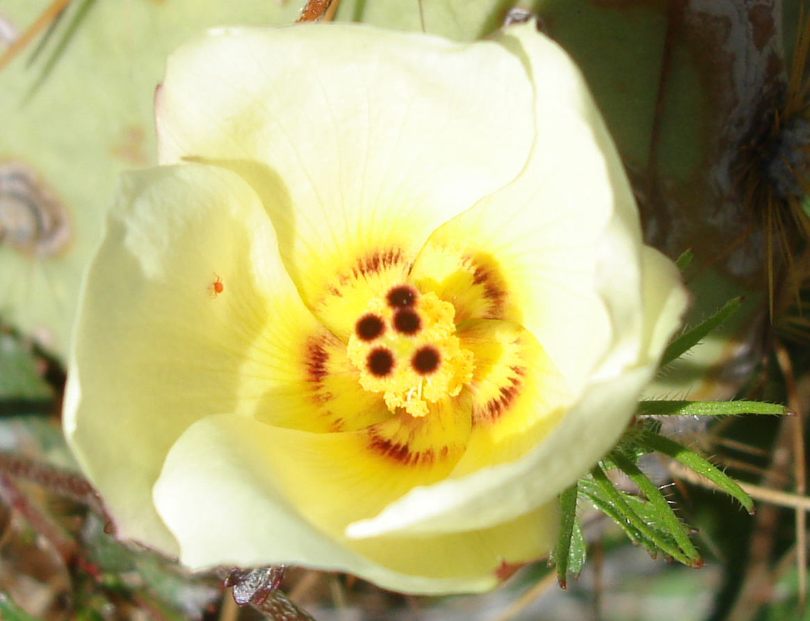 Hibiscus coulteri