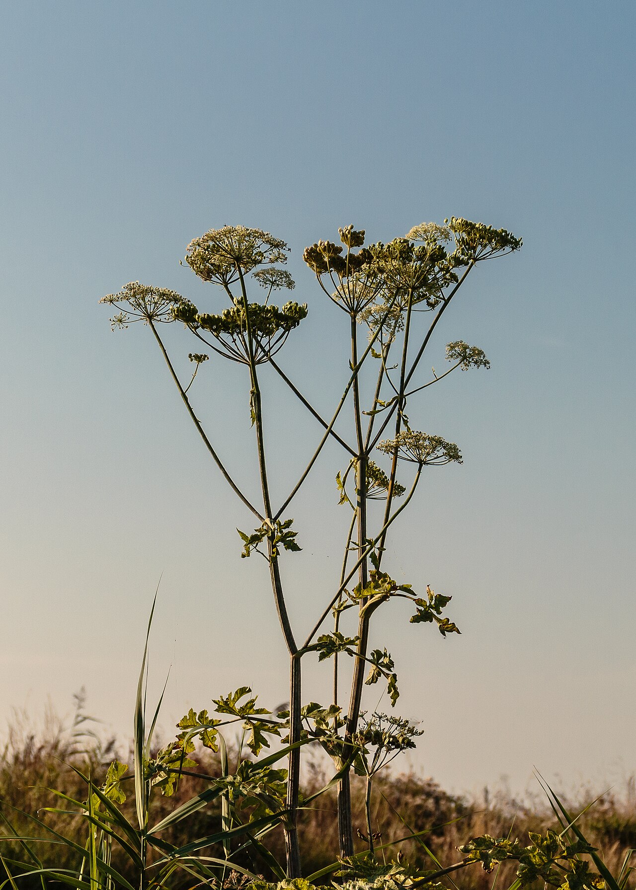 Angelica archangelica