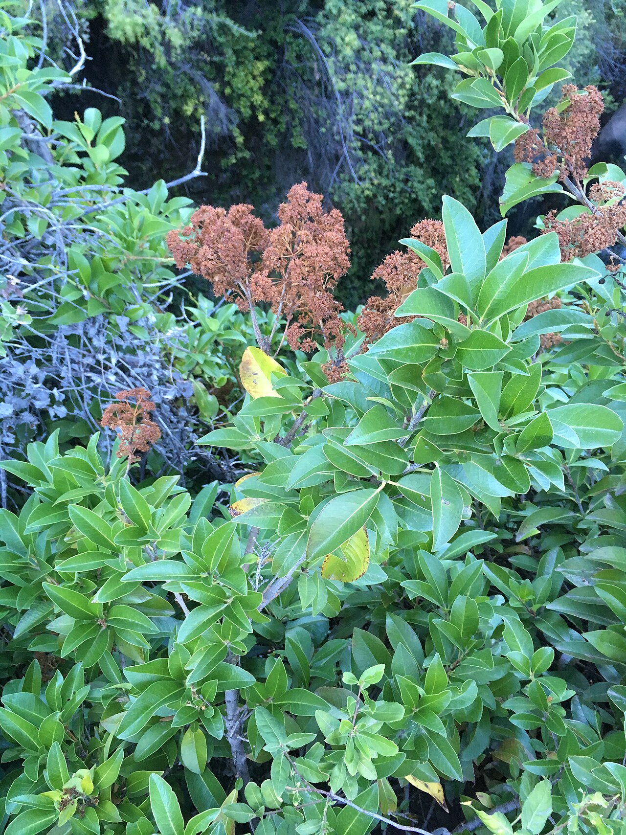 Hydrangea integerrima