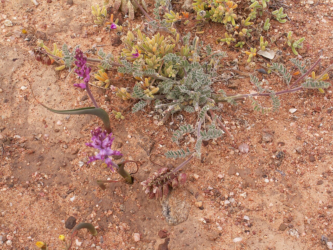Lessertia diffusa