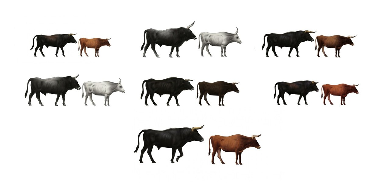 Pajuna Cattle