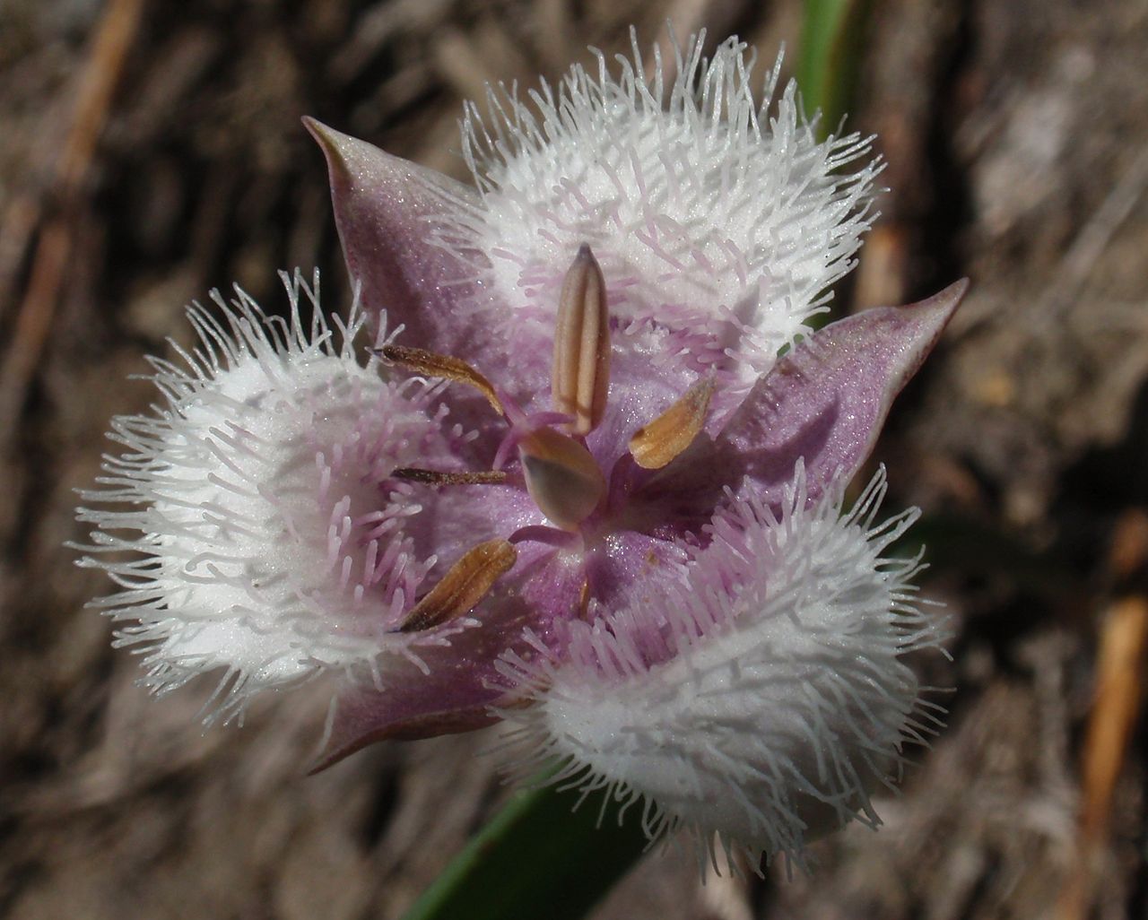 Calochortus coeruleus