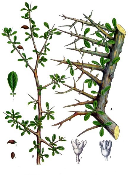 Commiphora playfairii
