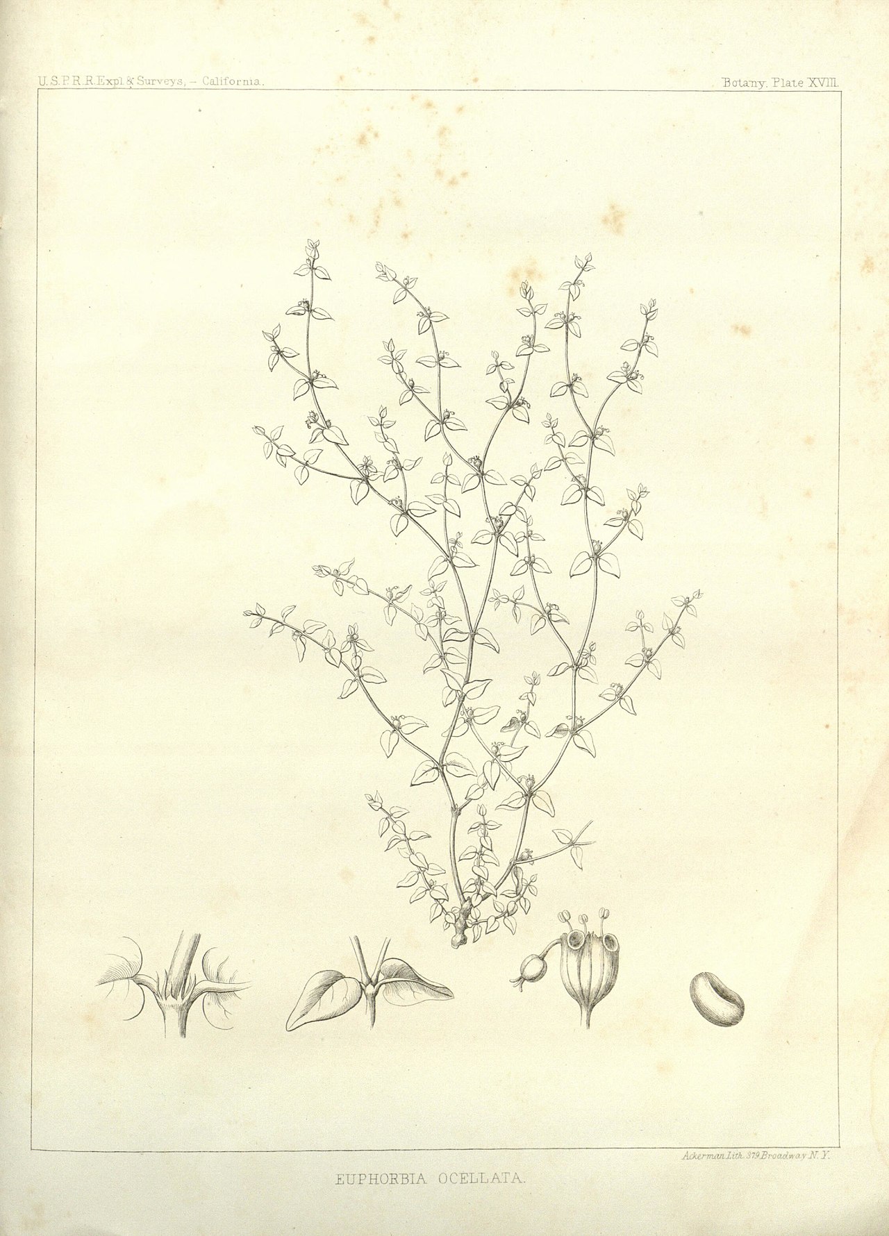 Euphorbia ocellata