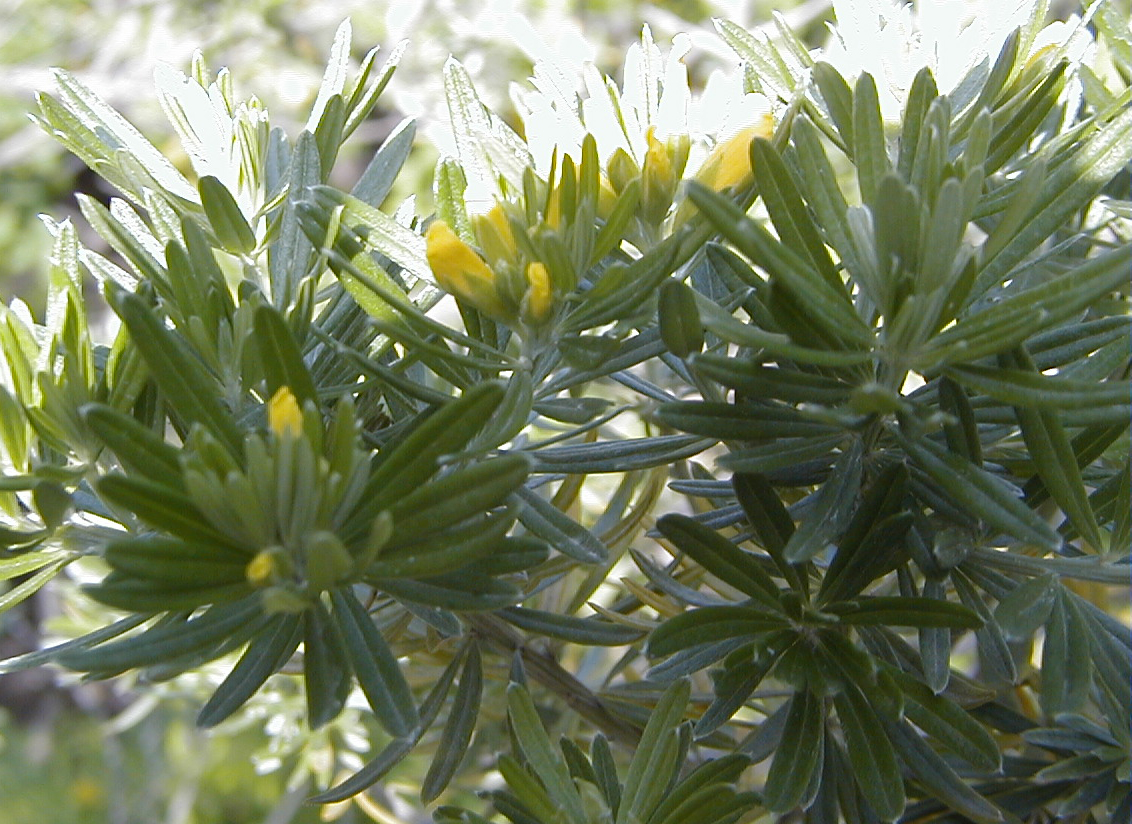Genista linifolia