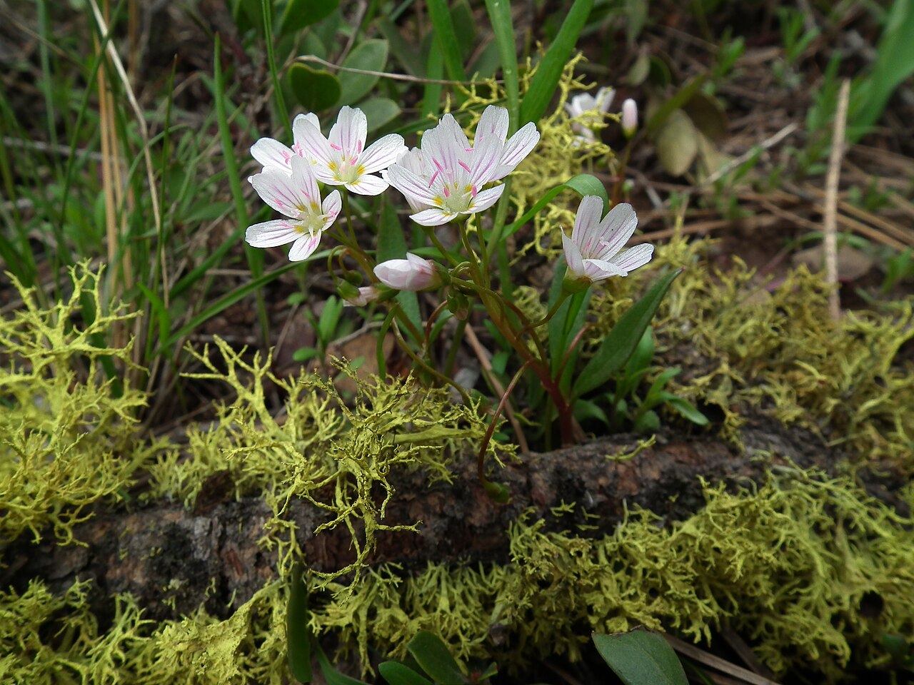 Claytonia lanceolata
