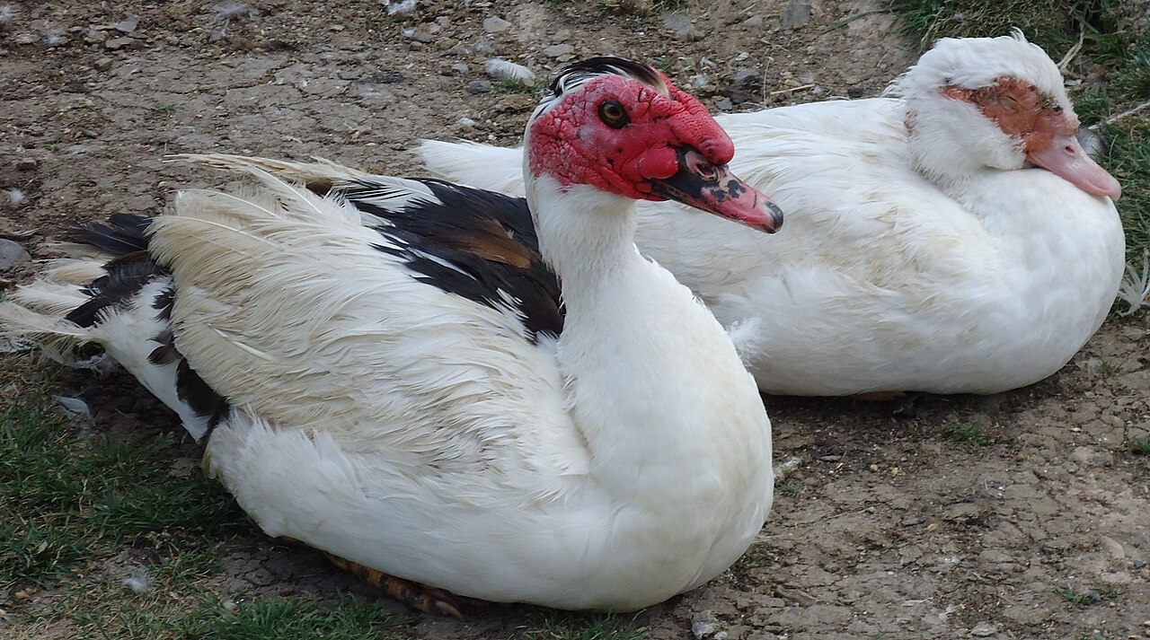 Muscovy duck