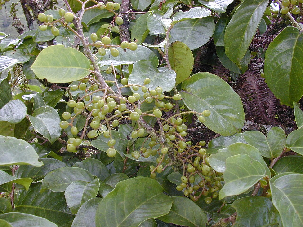 Antidesma platyphyllum