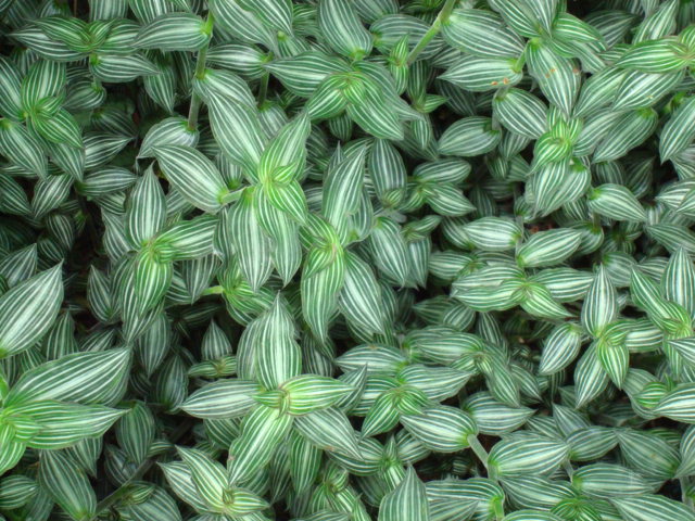 Callisia gentlei