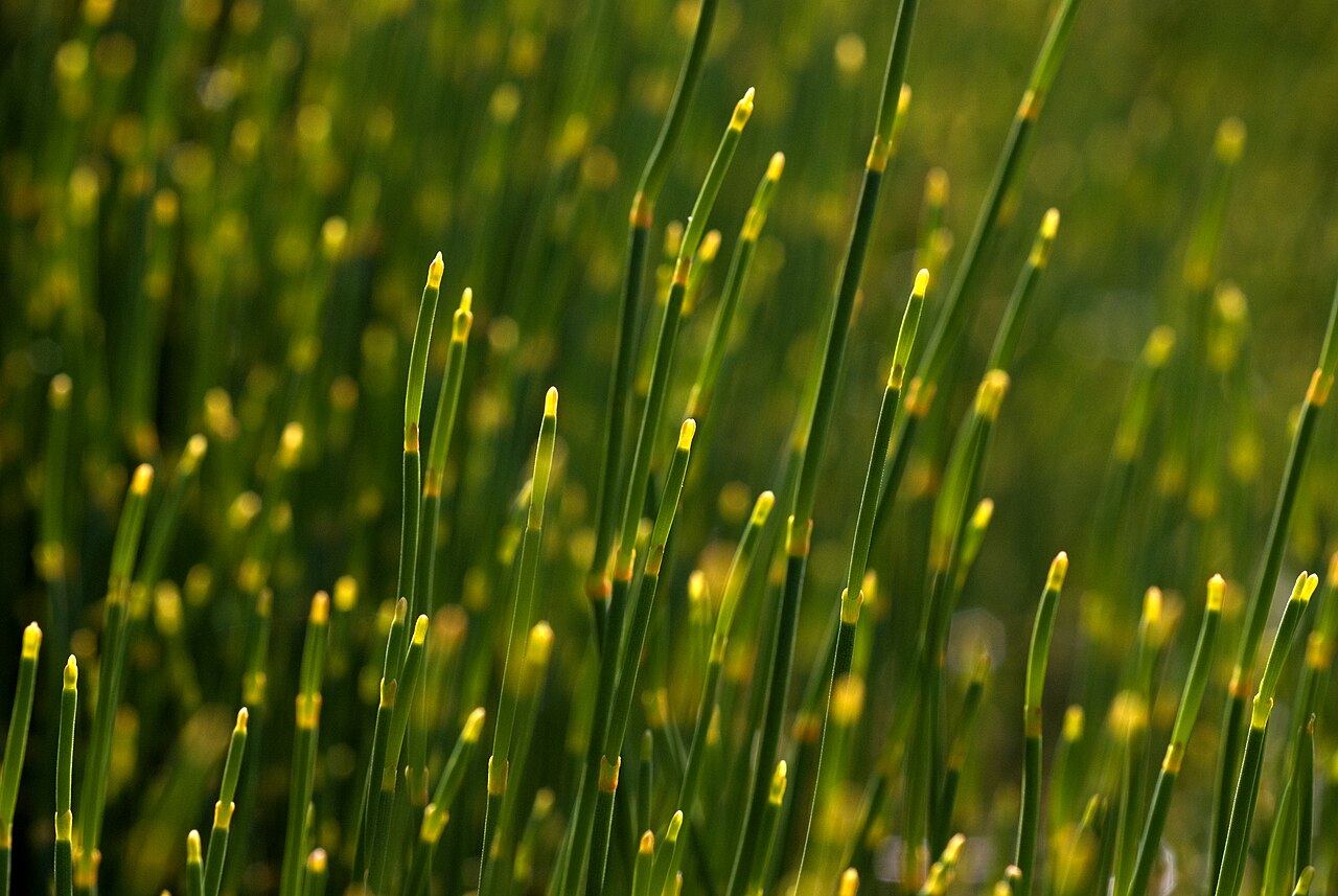 Ephedra helvetica
