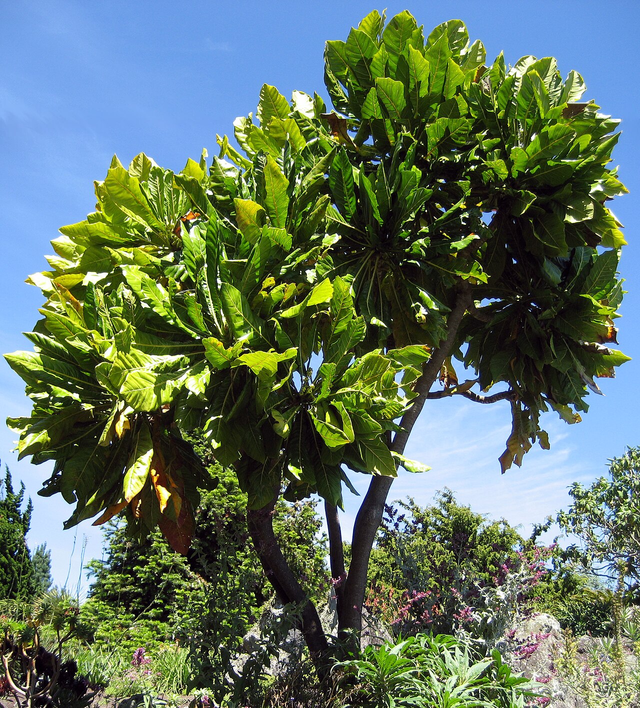 Meryta denhamii