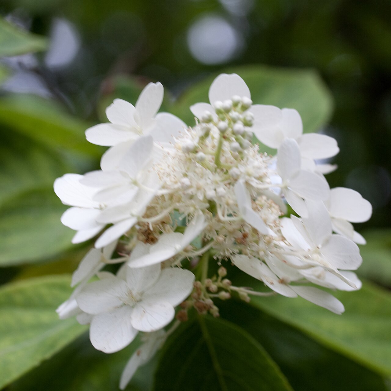 Hydrangea paniculata